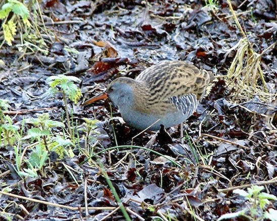 water rail